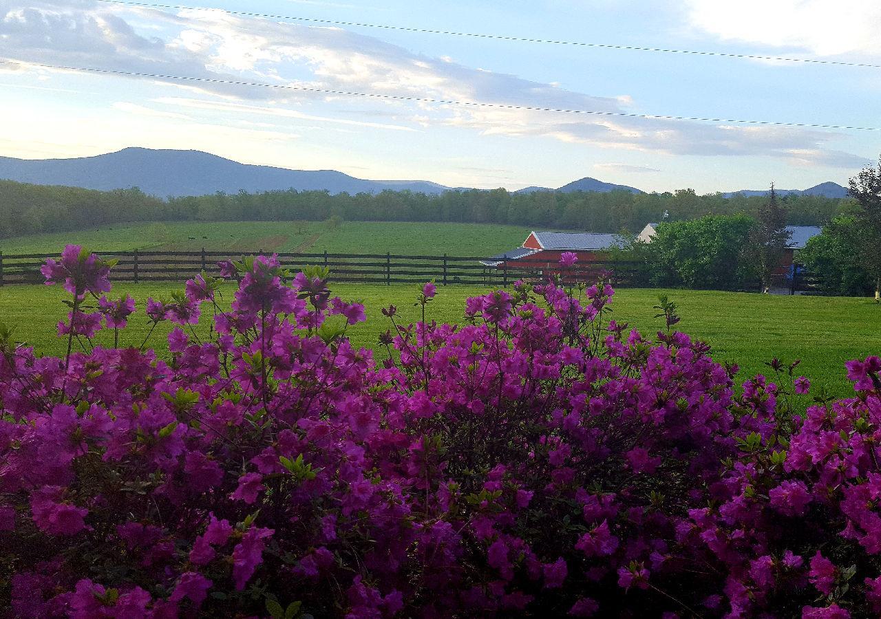 Piney Hill B & B And Cottages Luray Esterno foto